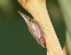 Aconophorini