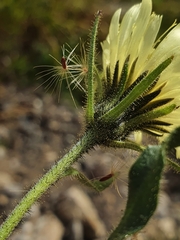 Schlagintweitia intybacea