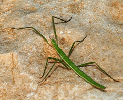 Pijnackeria hispanica