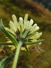 Schlagintweitia intybacea