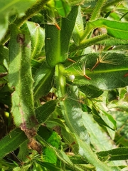 Schlagintweitia intybacea