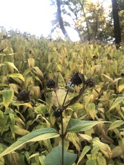 Helianthus divaricatus