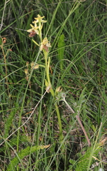 Ophrys sphegodes