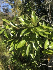 Magnoliaceae