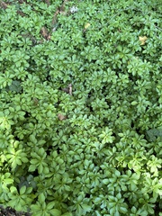 Pachysandra terminalis
