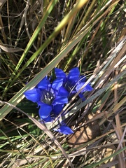 Gentiana puberulenta