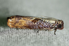 Episimus tyrius