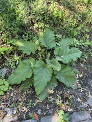 Arctium minus