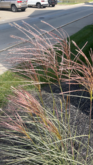 Miscanthus sinensis