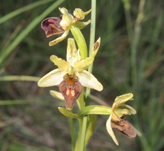 Ophrys sphegodes