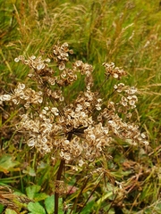 Peucedanum ostruthium