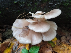 Pleurotus ostreatus