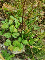 Peucedanum ostruthium