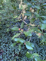 Viburnum rhytidophyllum