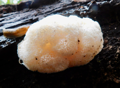Hericium erinaceus