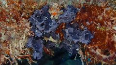 Chelonaplysilla erecta