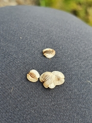 Peucedanum ostruthium