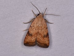Micrathetis triplex