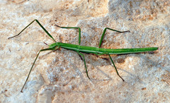 Pijnackeria hispanica