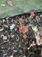 Leratiomyces
