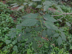 Fraxinus uhdei