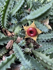 Huernia