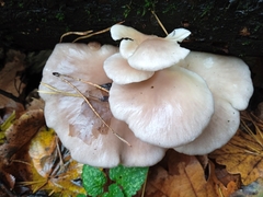 Pleurotus ostreatus