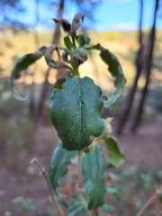 Cistus laurifolius