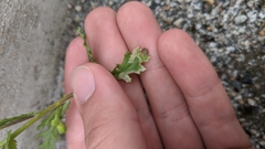 Agromyzidae
