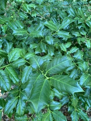 Ilex cornuta