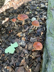 Leratiomyces