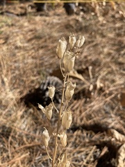 Toxicoscordion venenosum