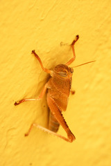 Anacridium aegyptium