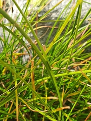 Carex foetida