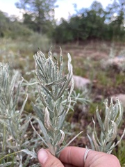 Artemisia cana