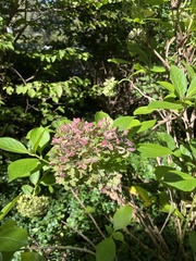 Hydrangea