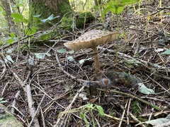 Chlorophyllum olivieri