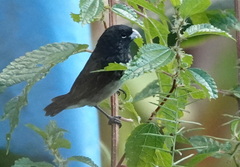 Sporophila luctuosa