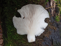 Pleurotus ostreatus