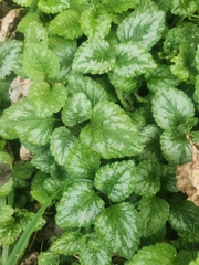 Lamium galeobdolon argentatum