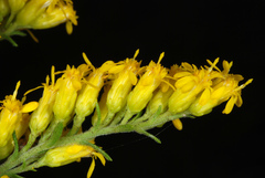 Gray goldenrod