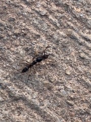 Brachyponera chinensis