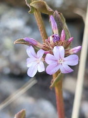 Plumbago europaea