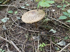 Chlorophyllum olivieri