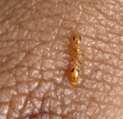 Pseudomyrmex simplex