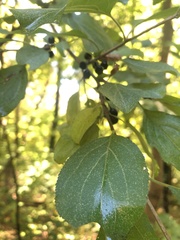 Rhamnus cathartica