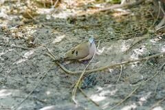 Turtur abyssinicus