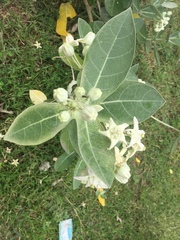 Calotropis gigantea