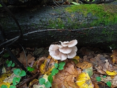 Pleurotus ostreatus