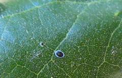 Tetraleurodes perileuca